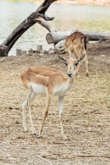 Brown wild deer