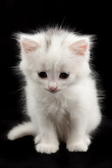 beautiful little white kitten