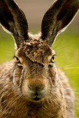European hare closeup portrait