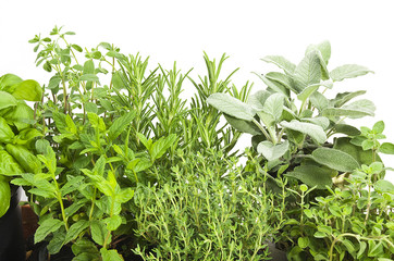 Mix of Spice leaves close up on white