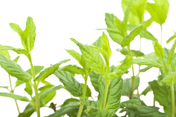 Mint leaves close up on the white