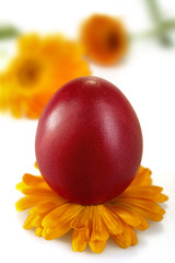 Traditional colored egg with marigolds