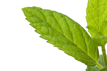 Mint leaves close up on the white