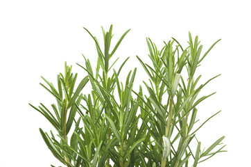 Fresh leaves of rosemary close up on white