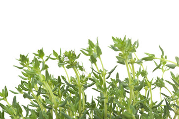 leaves and flowers of thyme close up on white
