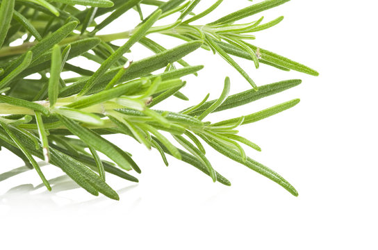 Fresh leaves of rosemary close up on white