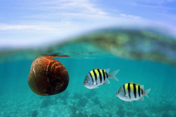 Obraz na płótnie Canvas Coconut drift with fish under water surface