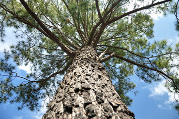 Pine tree on blue sky from ant’s eye view.