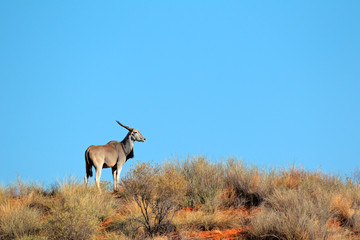 Eland antelope, Kalahari desert