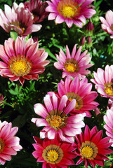 Pink gazania flowers