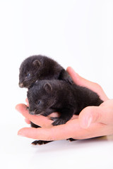 two animal mink