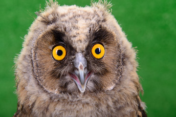 young bird owl