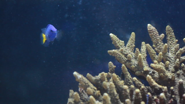 Wedgetailed Blue Tang swimming around coral in aquarium