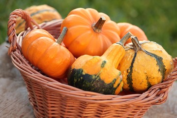 Pumpkins in basket in the garden