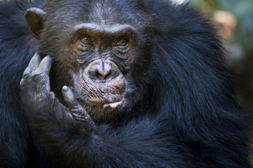 Portait of a Chimpansee