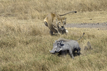 Lion hunting on a Common Warthog.