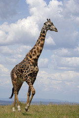 Giraffe walking in savanna