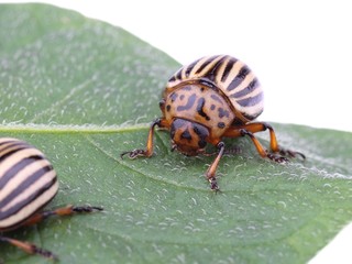Colorado potato beetle