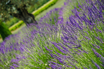 Lavender  blooming in Provence, France