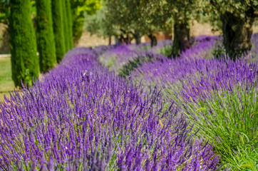 Fototapeta premium Lavender row in Provence, France