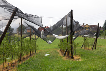 Hagelnetz gefüllt mit hagel