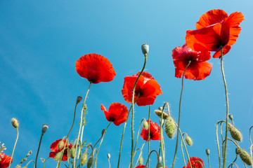 Obraz premium Blooming poppy