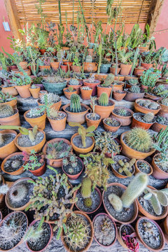 Cactus in Purmamarca, Jujuy, Argentina.
