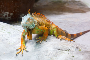 Fototapeta premium portrait on iguana head