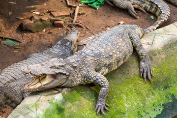 crocodile on earth
