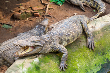 Fototapeta premium crocodile on earth