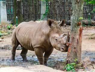 adult rhino at the zoo Saigon