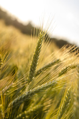 Ripening wheat field