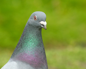 Dove