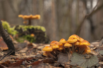 Mushrooms .