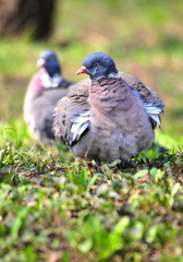 Pair of pigeons