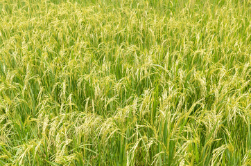 rice plant in rice field