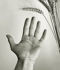 hand outstretched towards ear of corn