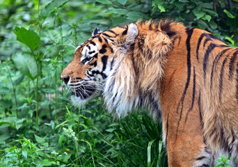 Amur Tiger