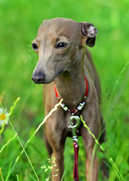 รูปภาพLevretka – เลือกดูภาพถ่ายสต็อก เวกเตอร์ และวิดีโอ88 | Adobe Stock