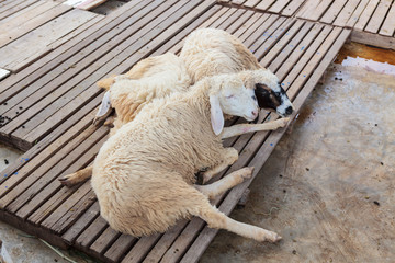 Fototapeta premium Sheep lying on wood