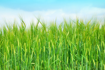 Barley field with sky in springtime