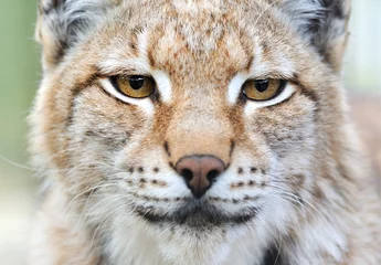 Fotobehang Portrait of a Lynx © kyslynskyy