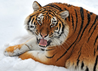 Siberian tiger