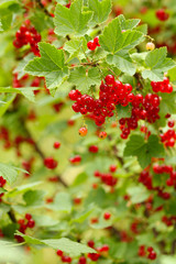 Red currants in the garden