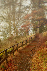 Fototapeta premium Misty Forest Footpath