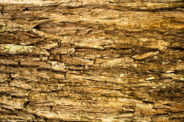 rough surface bark of willow