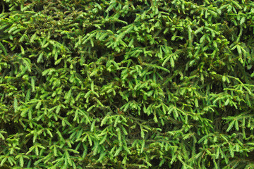 Spruce hedge closeup for nature background