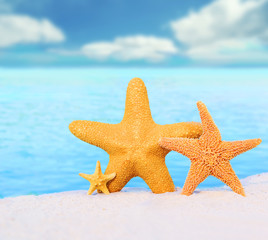 Морские звезды на фоне  моря