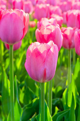 Beautiful spring flowers pink tulips
