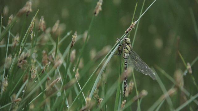 Libellule